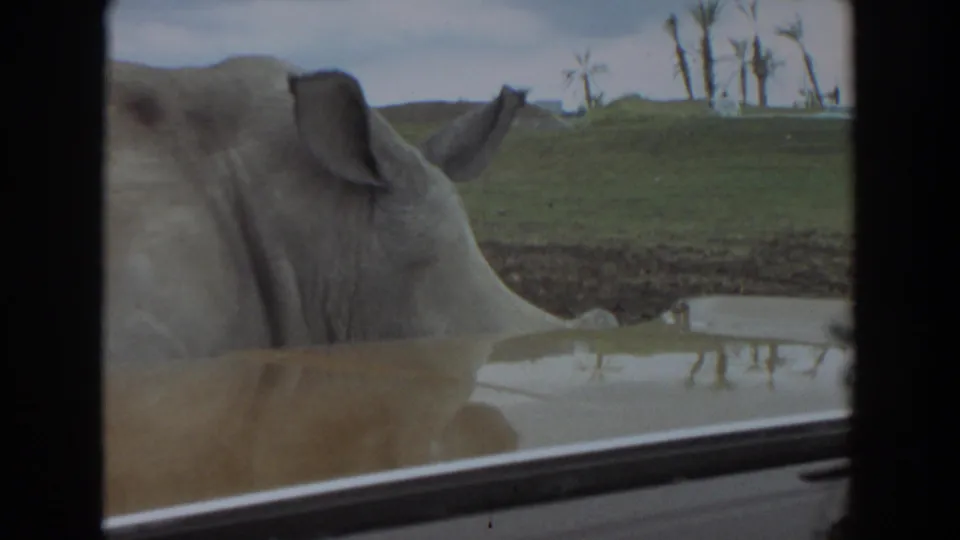 1974 Irvine home-movie frame of a pig raising its head next to the car, with its ear, snout, grass, and trees visible.