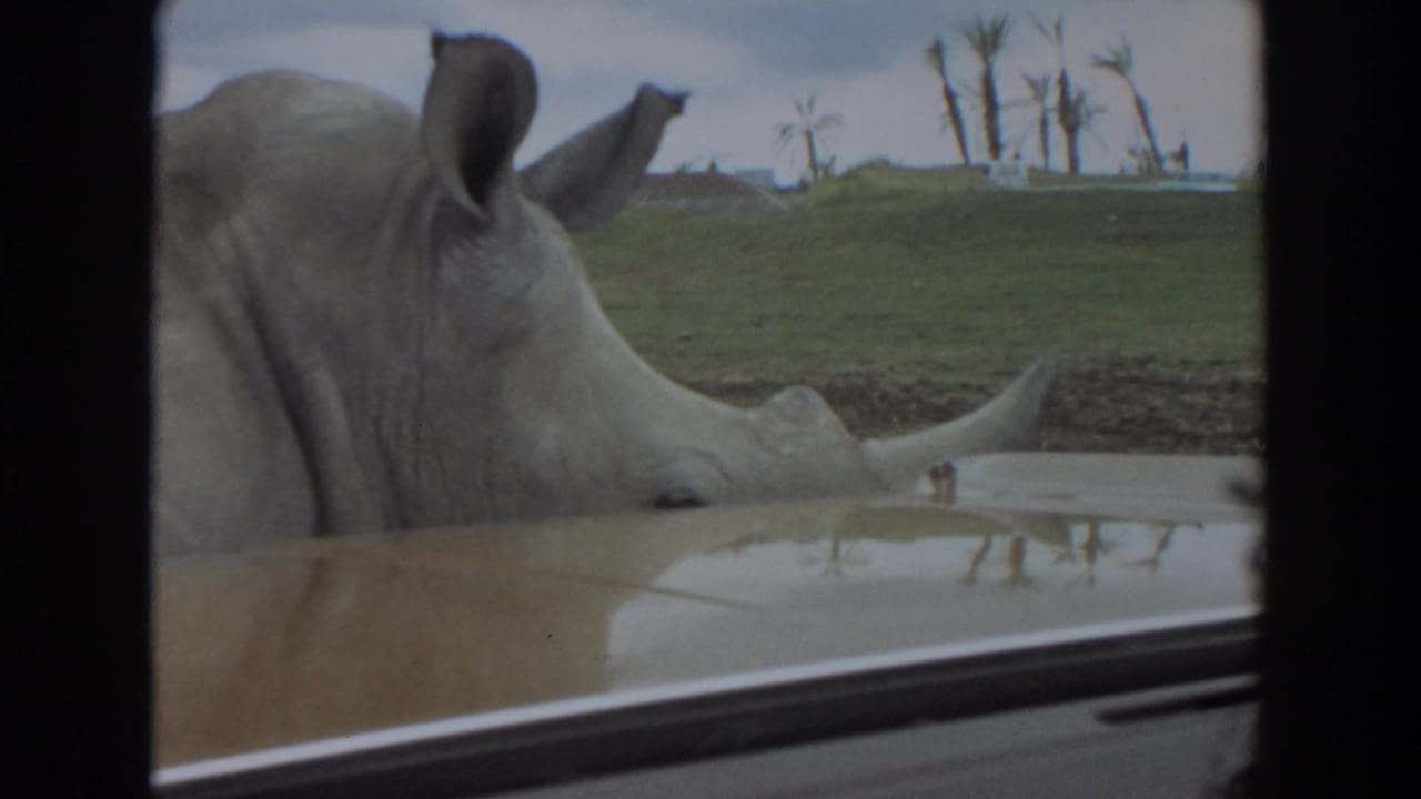 White rhinoceros close beside a vehicle window near shallow water and grass.