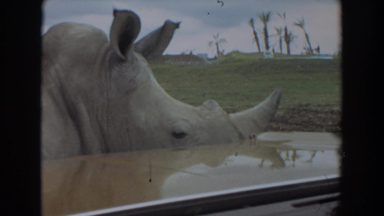 White rhinoceros lowers its head beside a vehicle window and shallow pool.
