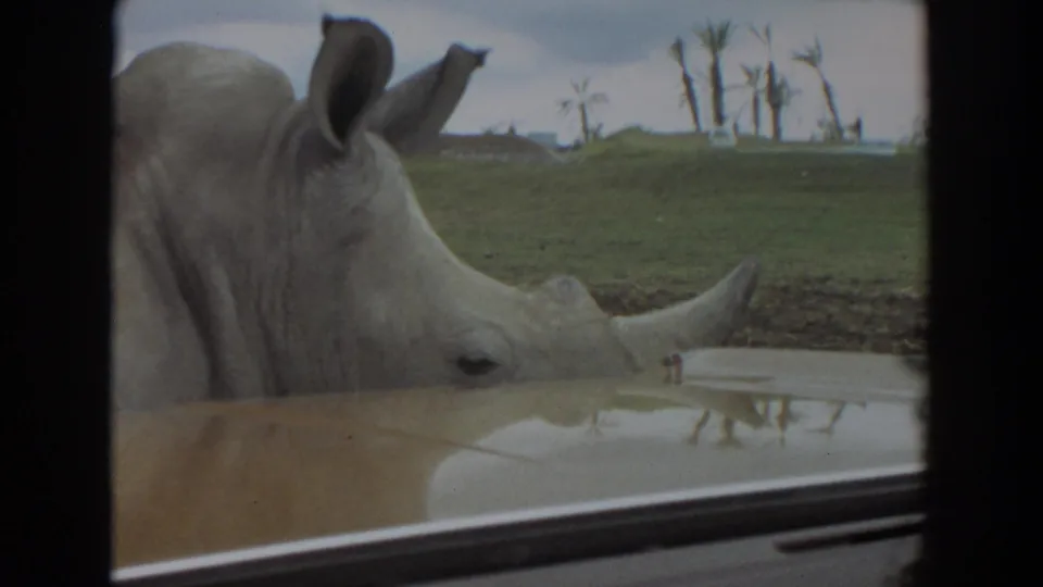 Close 8mm view of a white rhinoceros beside a vehicle window, with grass, water and palms visible in Irvine, California.