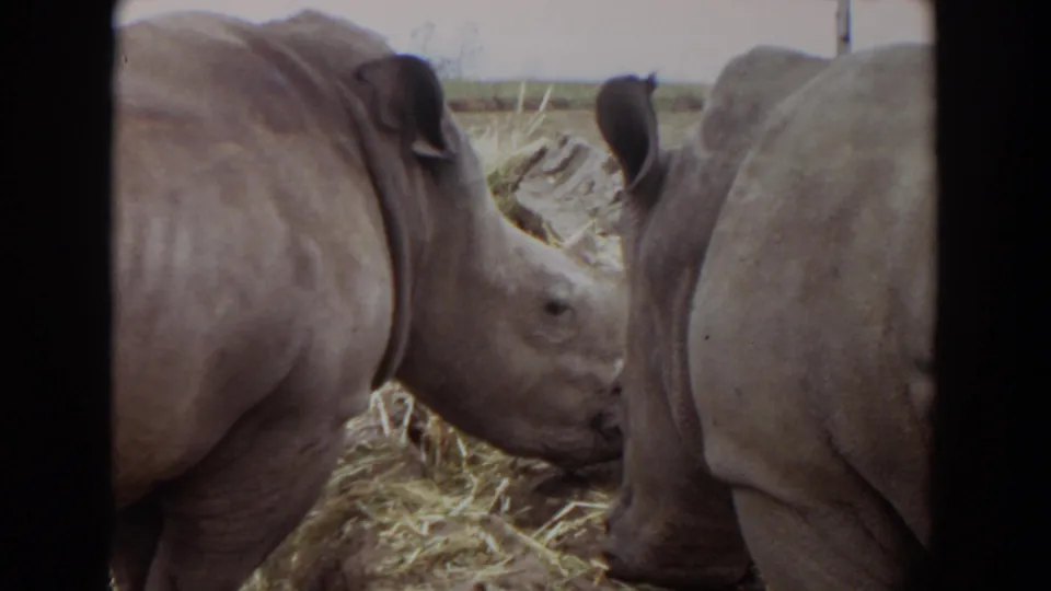 Two white rhinoceroses appear close together in the Irvine enclosure, with straw and pale fencing or rocks behind them.