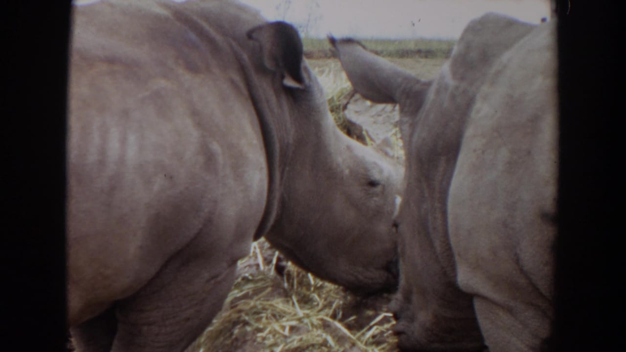 Two rhinos standing close together and eating hay inside a grassy enclosure.