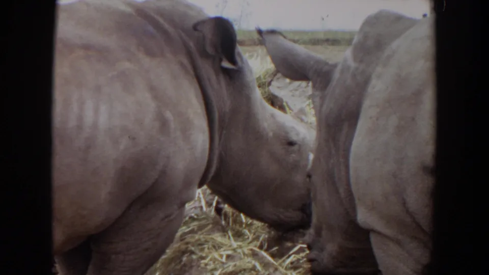Two rhinos in Irvine, California, 1974 footage stand side by side eating hay, framed tightly by dark 8mm film borders.