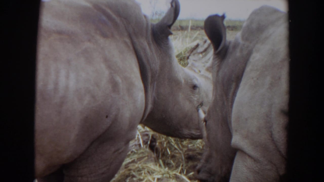 Close view of two rhinos with one head lowered toward hay.