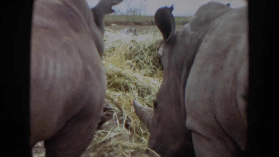 A tightly framed 1974 Irvine home-movie view shows rhinos beside scattered hay, with grainy 8mm borders around the scene.