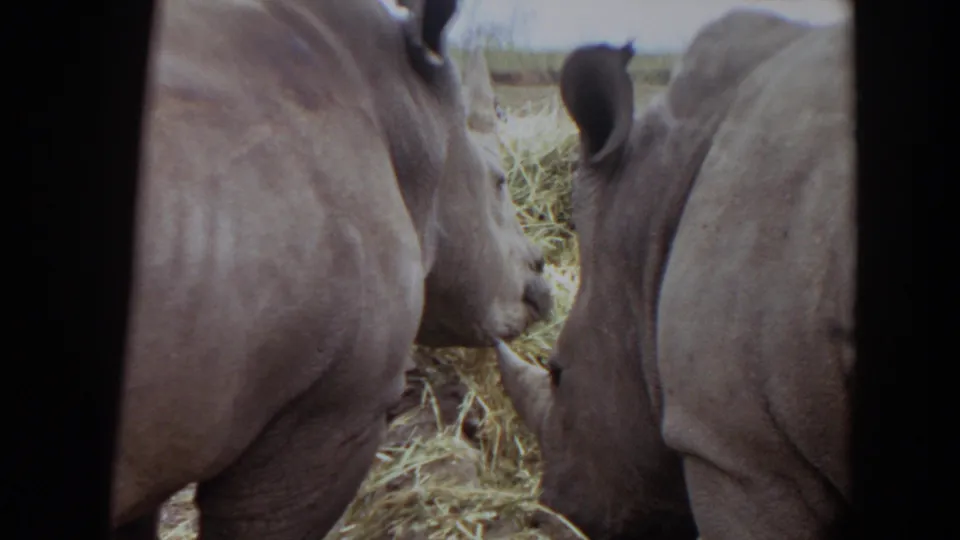 Two rhinos in the 1974 Irvine footage stand tightly together near hay, their gray bodies filling most of the 8mm frame.