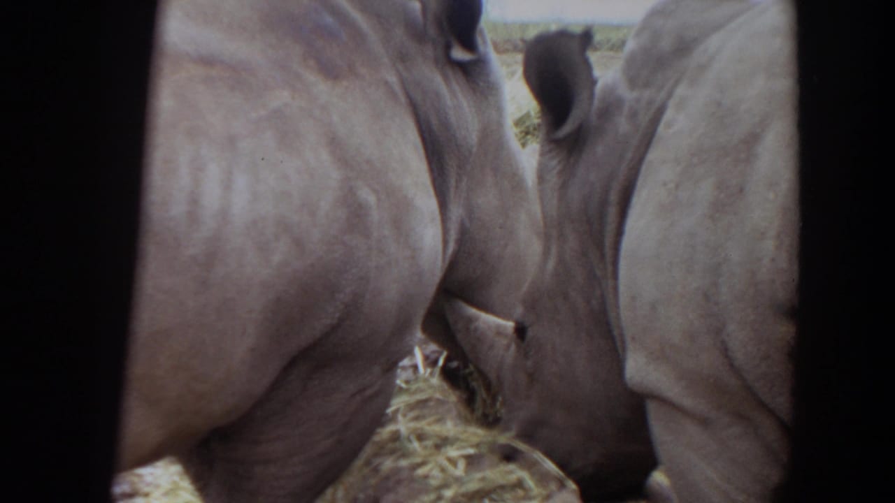 Two white rhinos seen close-up while eating hay in a zoo enclosure.