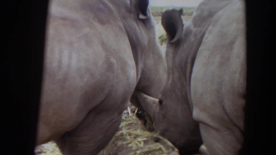 1974 Irvine zoo footage shows two white rhinos close to the camera, their gray skin and horns visible as they feed on hay.