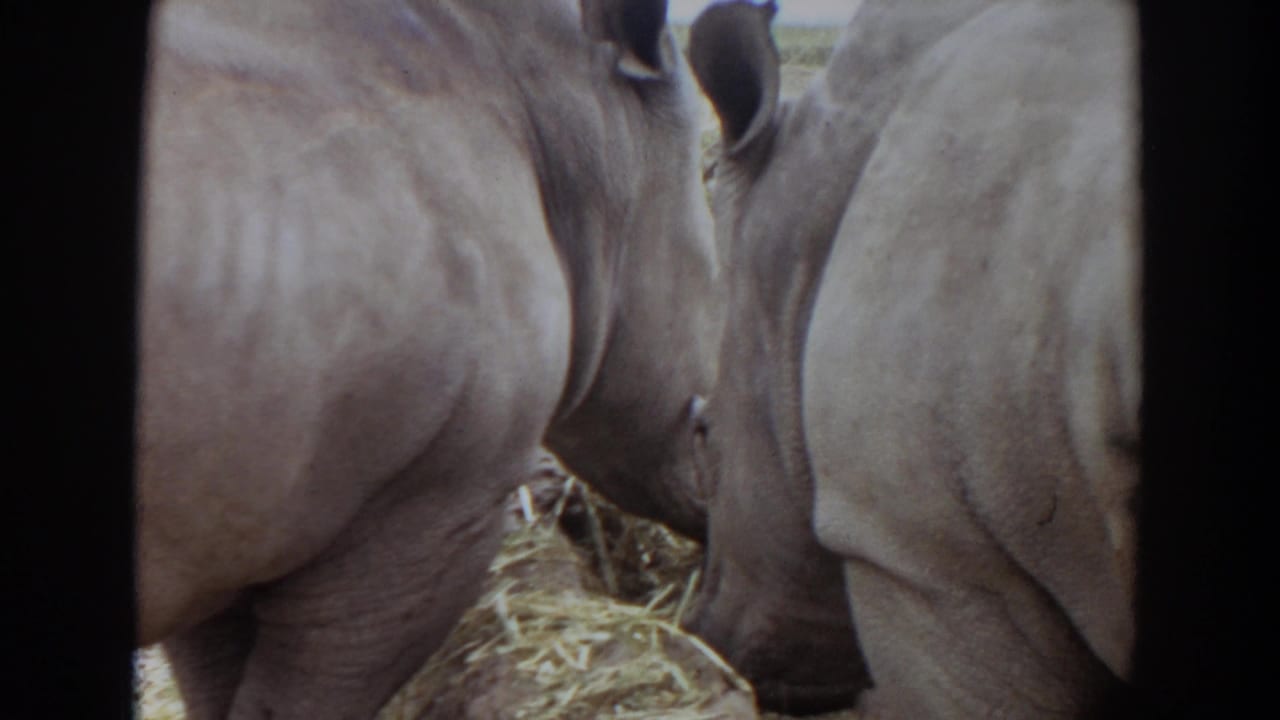 Close-up view of two white rhinos feeding on hay behind a dark frame edge.