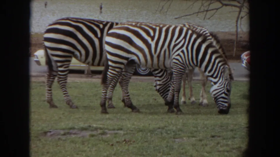 1974 Irvine zoo footage shows two zebras grazing on a lawn, with a low barrier, bare branches, and a parked car in the background.