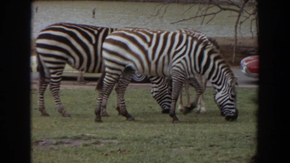 Two zebras graze side by side in 1974 Irvine zoo footage, framed by grass, a low wall, branches, and the edge of a parked car.