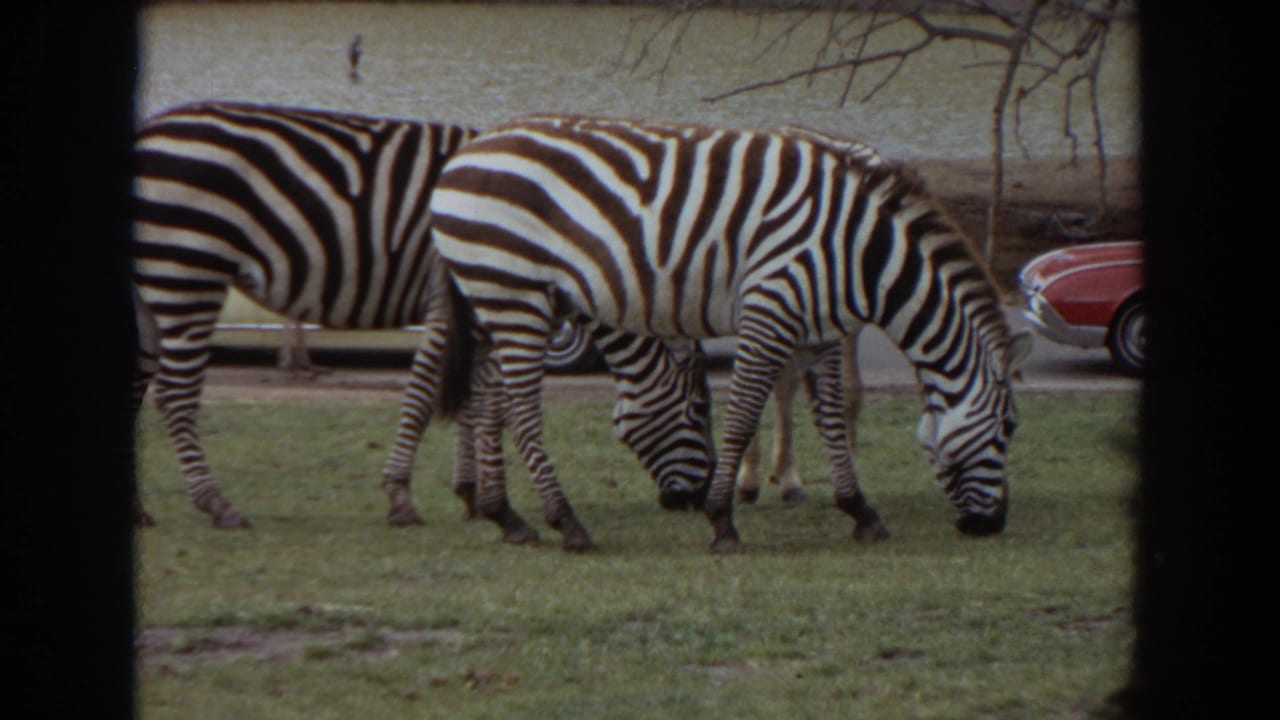 Three zebras graze in an Irvine, California zoo-like enclosure in 1974, with a red car and wall in the background.