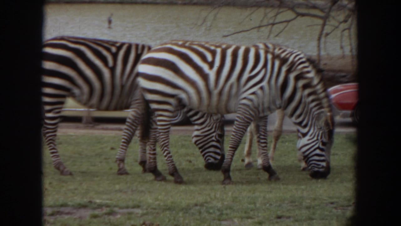 Three zebras stand close together while grazing on grass.