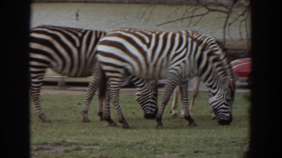 Three zebras continue grazing in the 1974 Irvine enclosure, framed by dark 8mm contact-sheet borders.