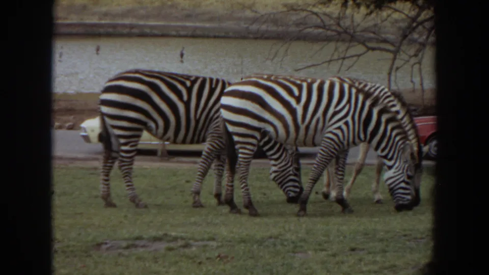 Three zebras graze in a grassy Irvine zoo-like enclosure, with a light-colored car and red car partly visible beyond the wall.