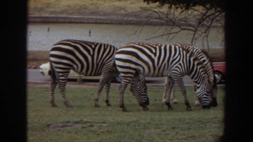 Three zebras graze in profile during the Irvine 1974 zoo scene, with bare branches and a red car in the background.