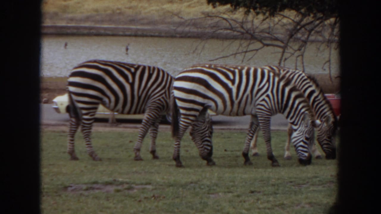 Two zebras graze on grass behind dark vertical bars with parked cars beyond.