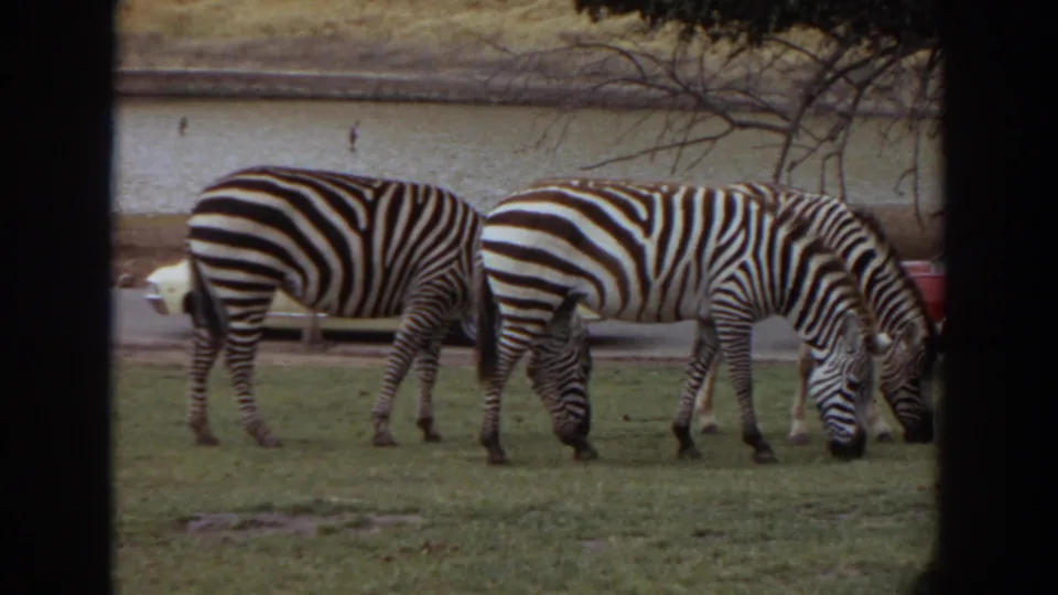 1974 Irvine 8mm frame of two zebras grazing in an enclosure, seen through dark vertical barrier bars with cars near a road behind them.