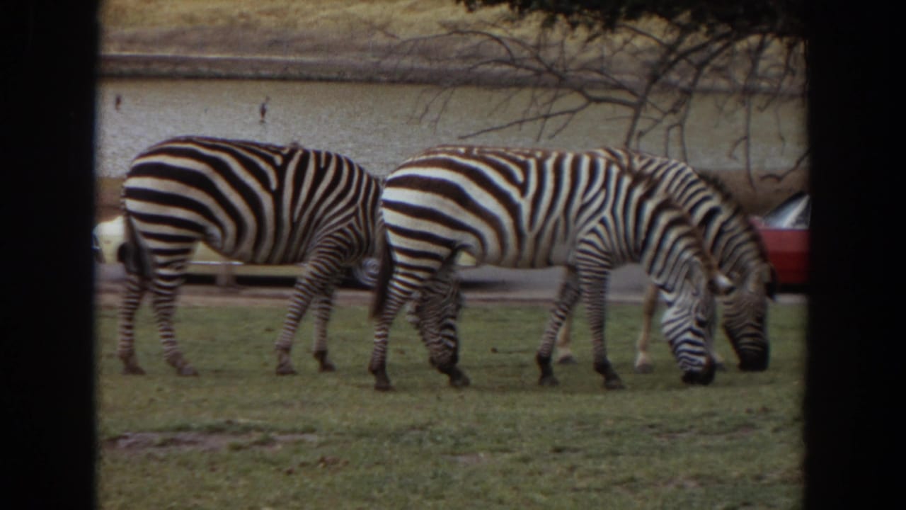 Two zebras continue grazing in the Irvine enclosure, with a red car, pale vehicle, road, and dark viewing bars visible around the frame.