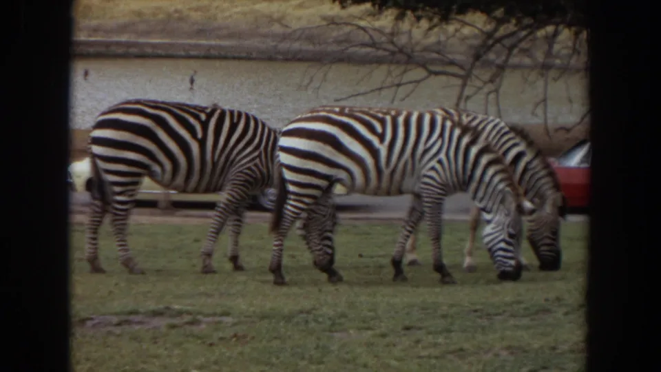 Two zebras continue grazing in the Irvine enclosure, with a red car, pale vehicle, road, and dark viewing bars visible around the frame.