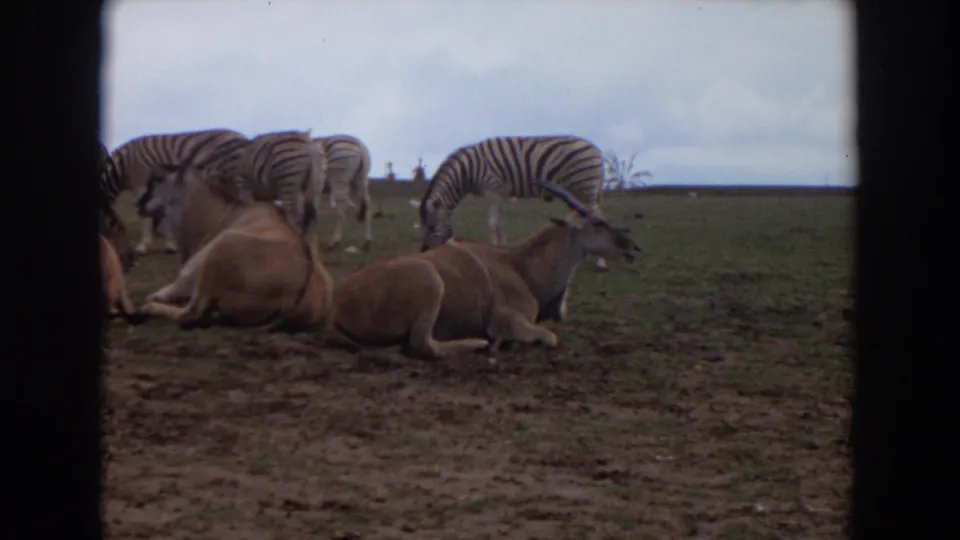 1974 Irvine zoo view with antelope-like animals resting in the foreground and several zebras grazing across the enclosure beyond them.
