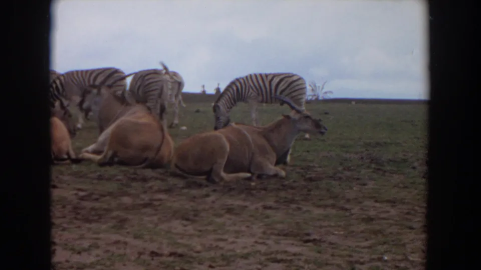 A visitor-shot 8mm frame shows resting antelope-like animals in front, zebras behind them, and an open cloudy sky over the enclosure.
