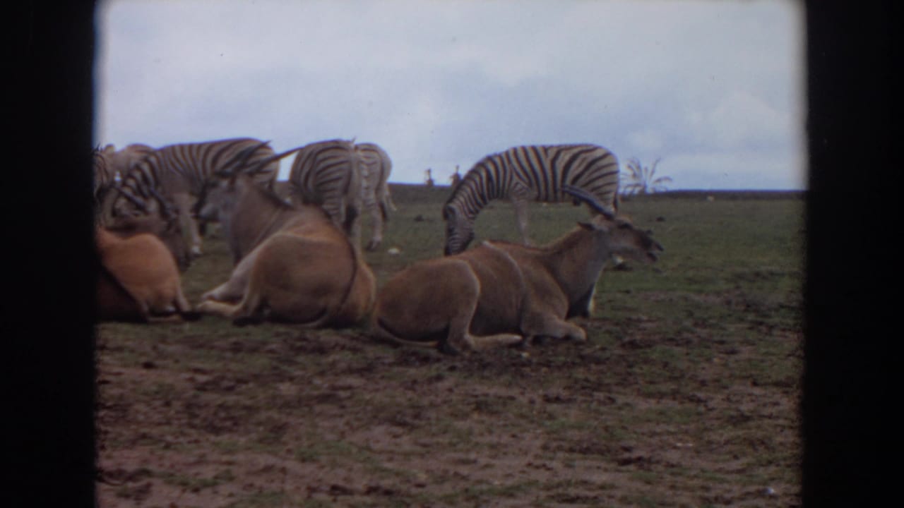 1974 8mm home-movie frame from Irvine, California, showing zebras grazing behind resting antelope in an open wildlife enclosure.