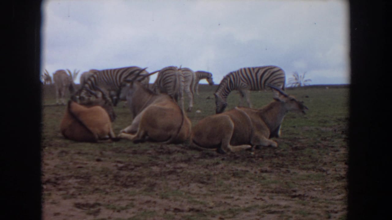 Resting antelope sit in the foreground with zebras grazing behind them.