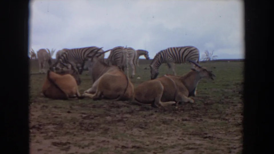 1974 Irvine wildlife enclosure frame with several antelope lying on the ground and zebras feeding across the low horizon.
