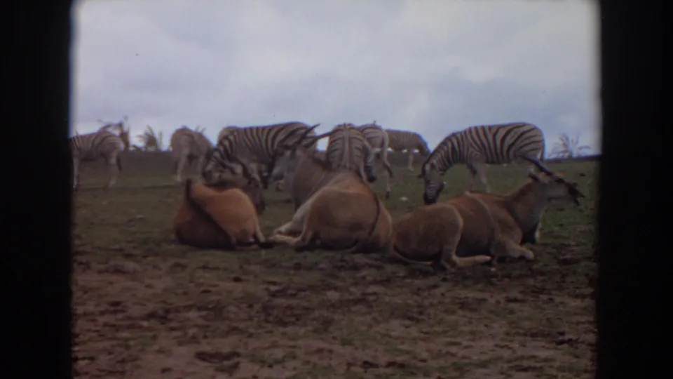 Vintage 8mm frame from the Irvine clip showing zebras clustered near resting antelope on grass and dirt under an overcast sky.