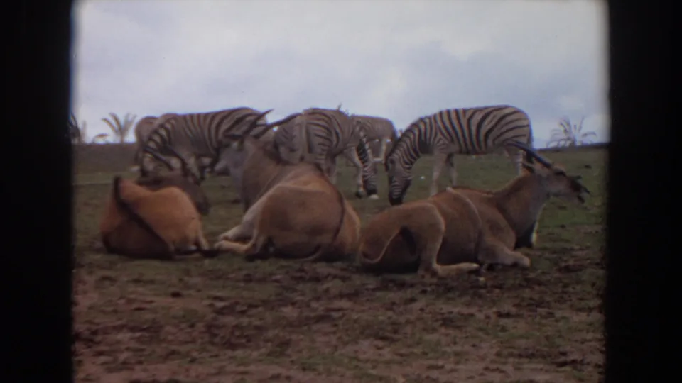 1974 8mm Irvine, California still with antelope resting in the foreground and zebras moving or grazing in the background enclosure.