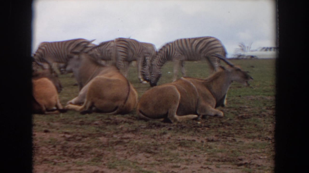 Horned antelopes rest in the foreground while zebras graze behind them on a grassy field.