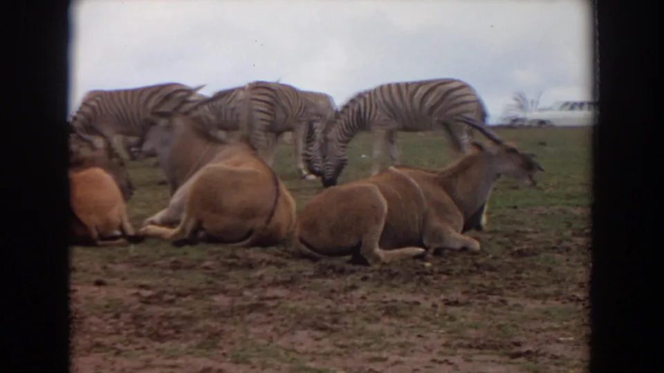 1974 Irvine wildlife park footage shows horned antelopes lying in front of grazing zebras under an overcast sky.