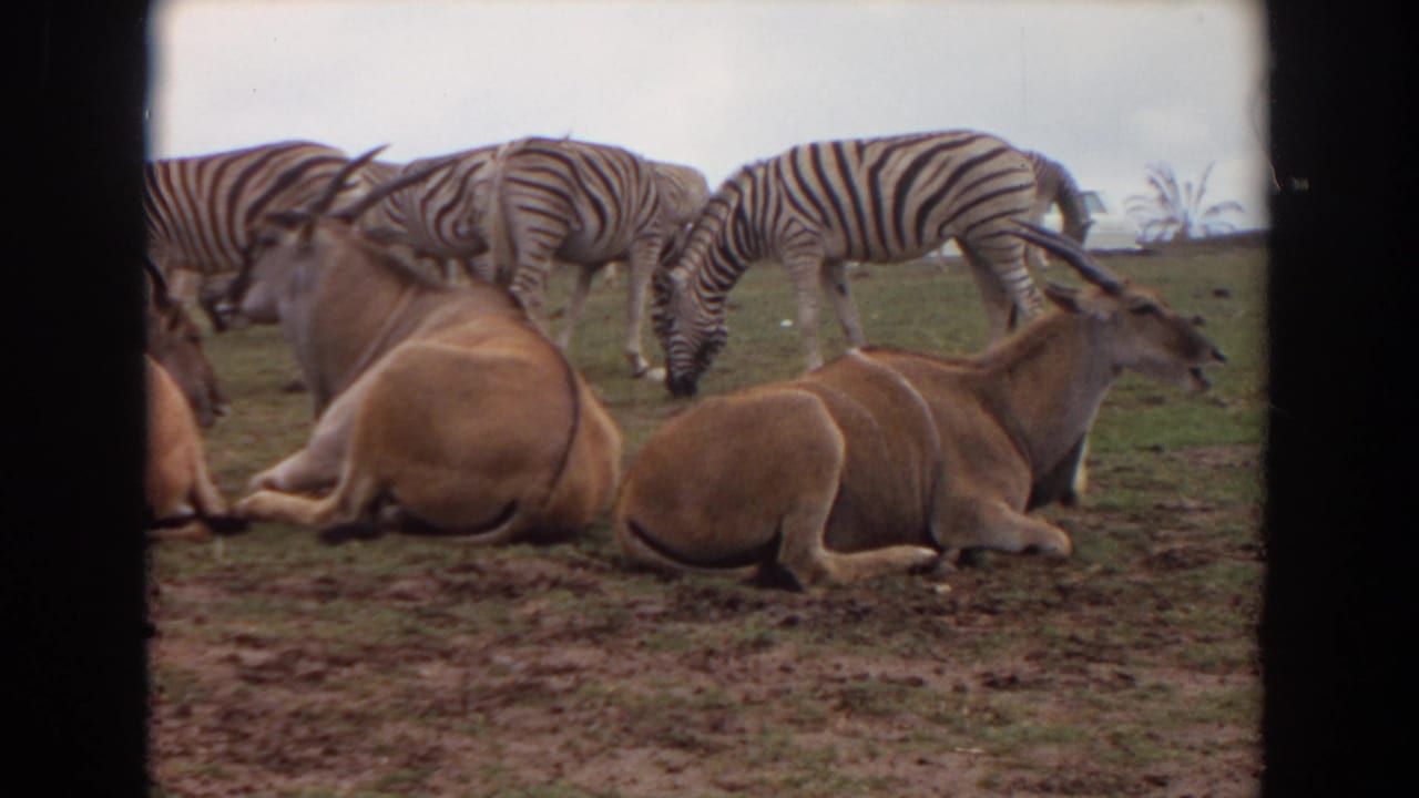 Several zebras graze behind resting horned antelopes on open grass and dirt.