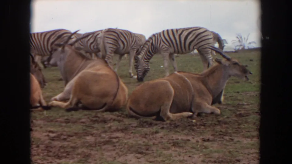 In the 1974 Irvine wildlife park scene, zebras graze across the background while horned antelopes lie calmly in front.