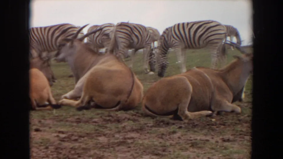 The 8mm frame shows horned antelopes resting in the foreground and zebras feeding behind them at the Irvine wildlife park.