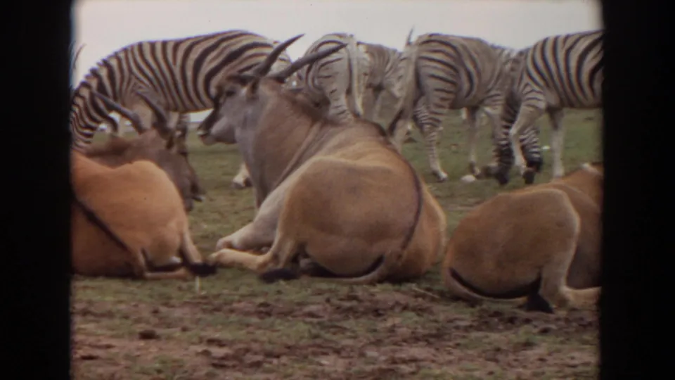 Late in the clip, 1974 Irvine wildlife park footage frames reclining horned antelopes against a background of grazing zebras.