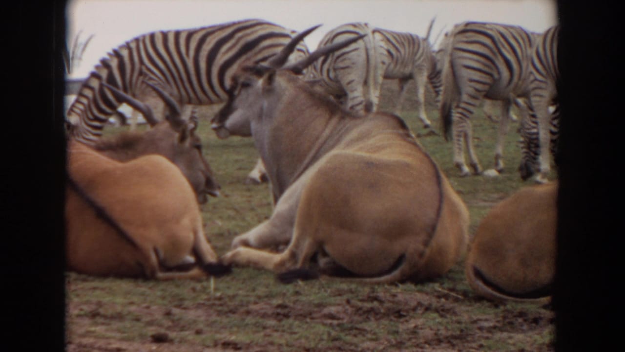 Antelopes resting on grass with zebras standing and grazing behind them.