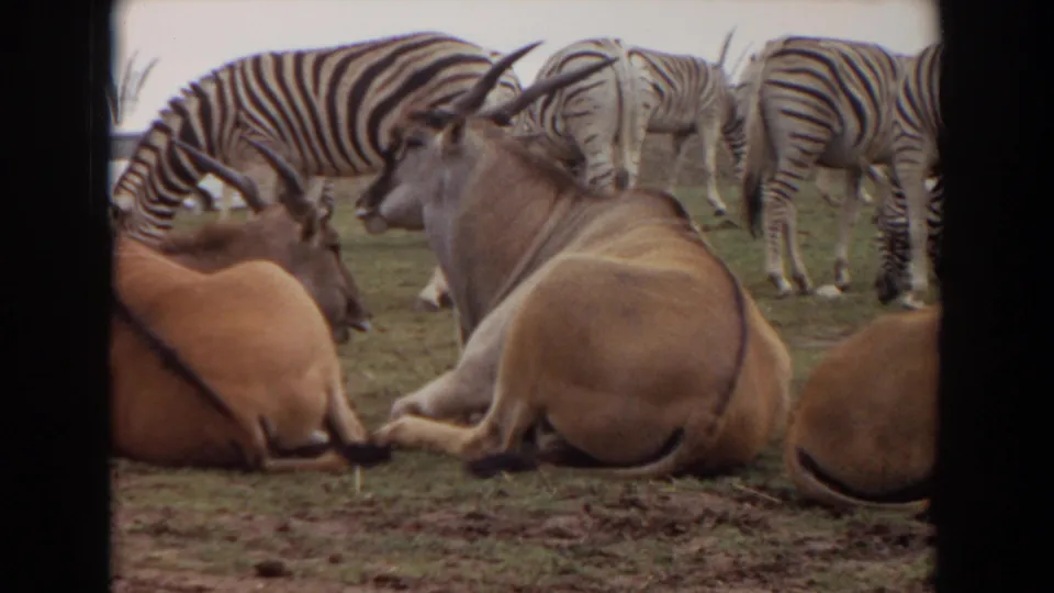 1974 Irvine zoo home-movie frame showing resting antelopes with long curved horns and zebras in the background.