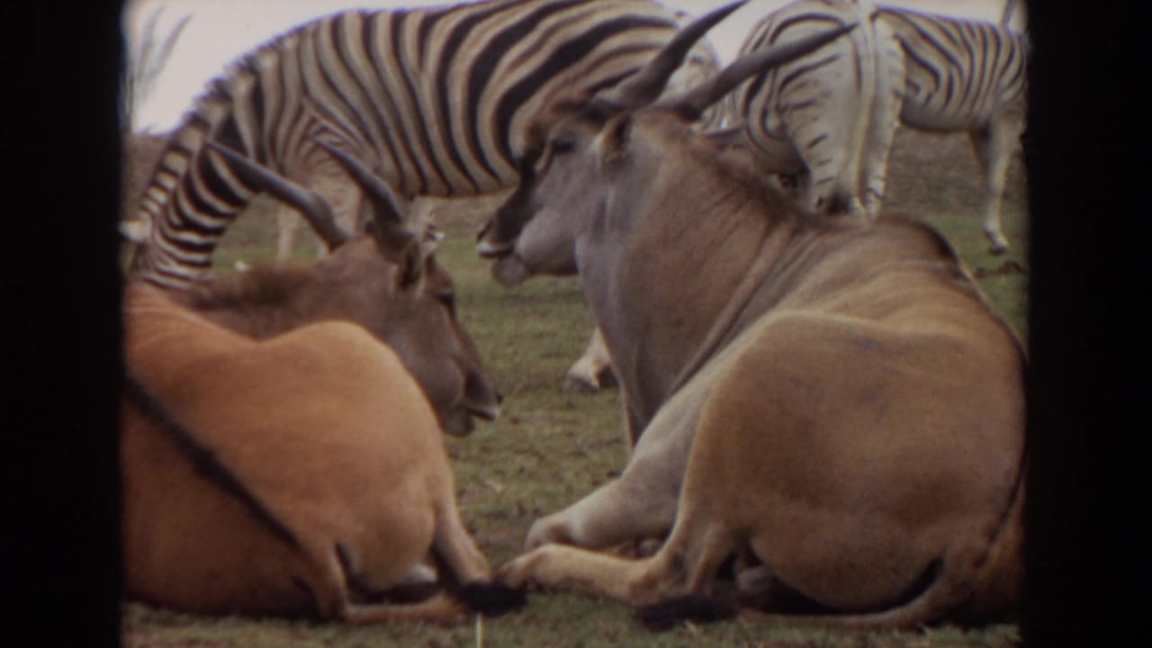 1974 Irvine zoo frame with seated antelopes in the foreground and several zebras crossing or grazing in the background.
