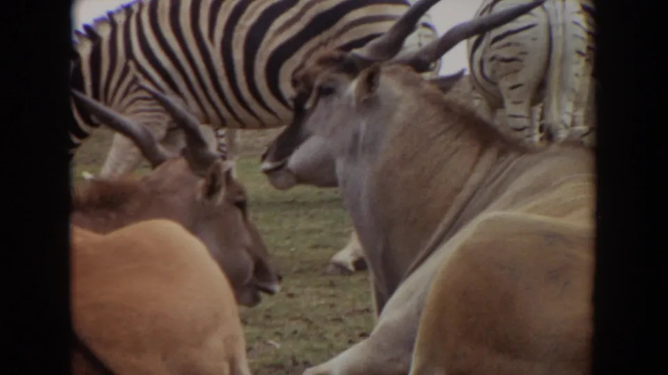 Closer 1974 Irvine zoo view of resting antelopes, their horns and shoulders filling the frame, with zebra stripes behind.
