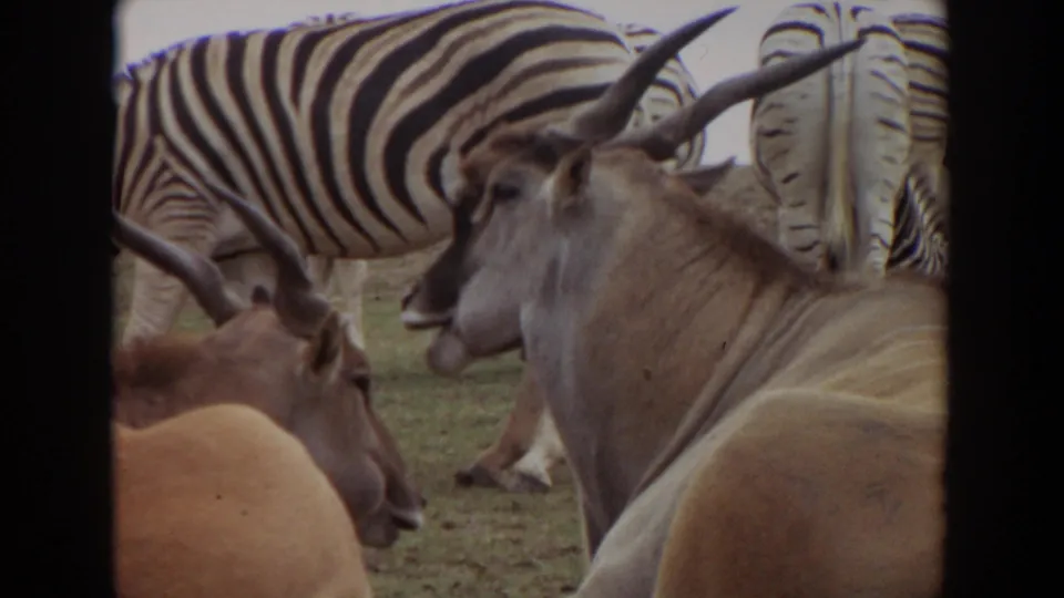 1974 Irvine zoo frame where resting antelopes dominate the foreground and zebras stand partly cropped in the background.