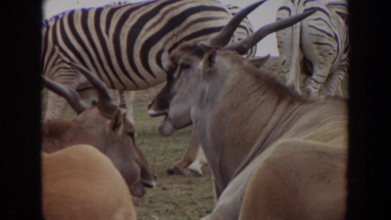 Horned antelope-like animals and zebras gathered in a grassy enclosure.