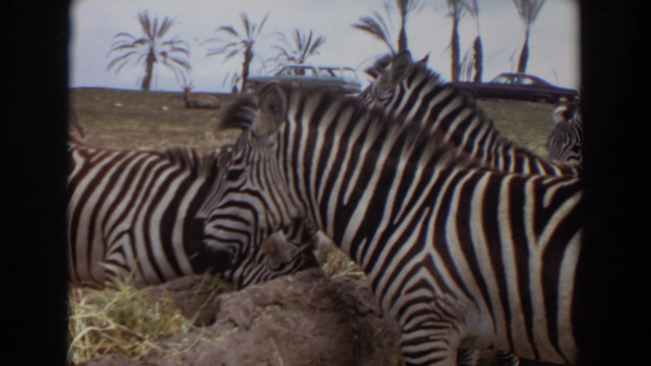 1974 Irvine, California zoo frame with zebras feeding near hay, palm trees, and distant parked cars.