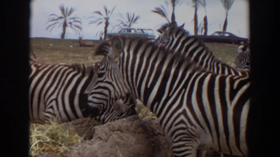 1974 Irvine, California zoo frame with zebras feeding near hay, palm trees, and distant parked cars.