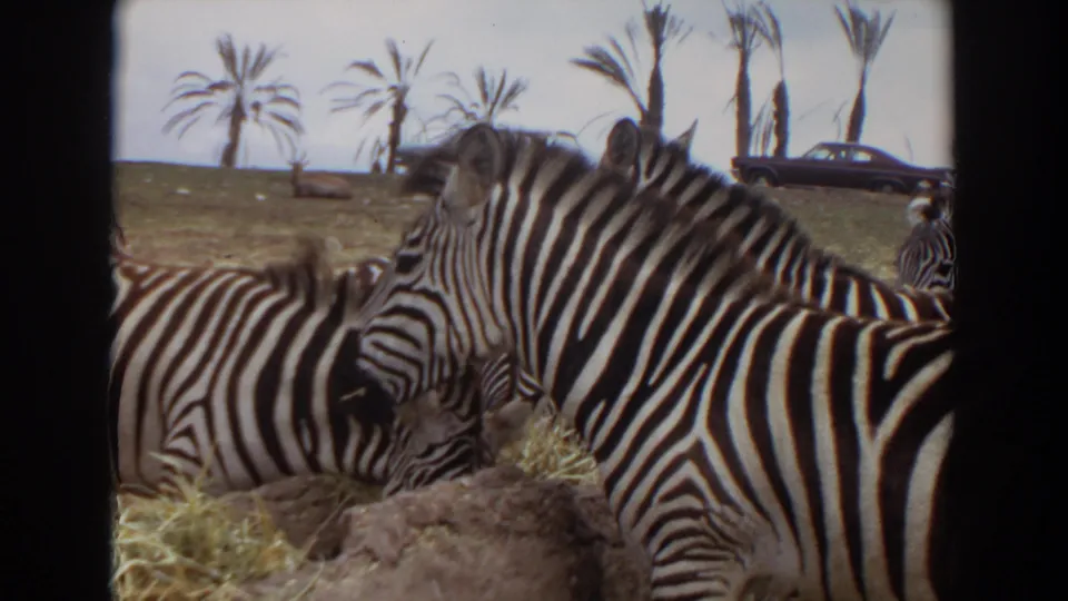1974 Irvine zoo home-movie still showing two zebras close together near hay in a grassy enclosure.