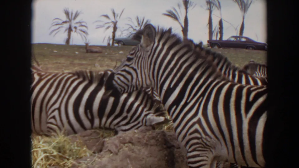1974 Irvine, California zoo frame showing zebras clustered near hay with palms and a parked car in the background.