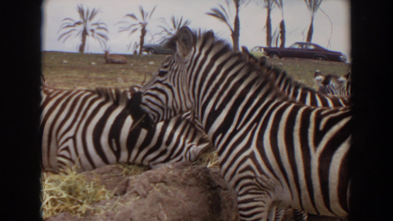 Two zebras close together near hay in an outdoor enclosure.