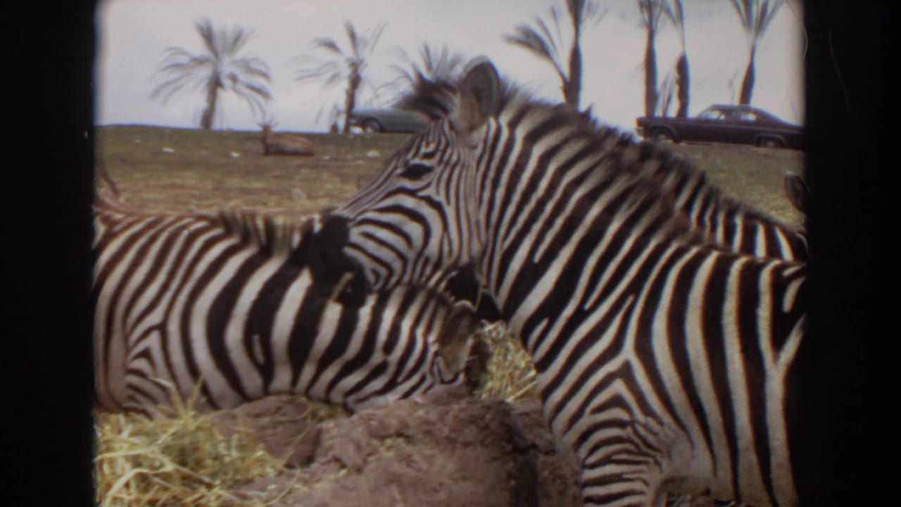 Standing zebra nuzzles a reclining zebra beside hay.