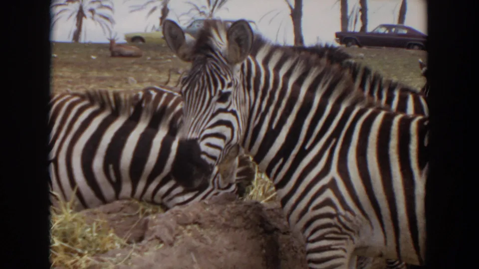 A zebra faces the camera at close range while another zebra lies in front, with palms and a car in the background.